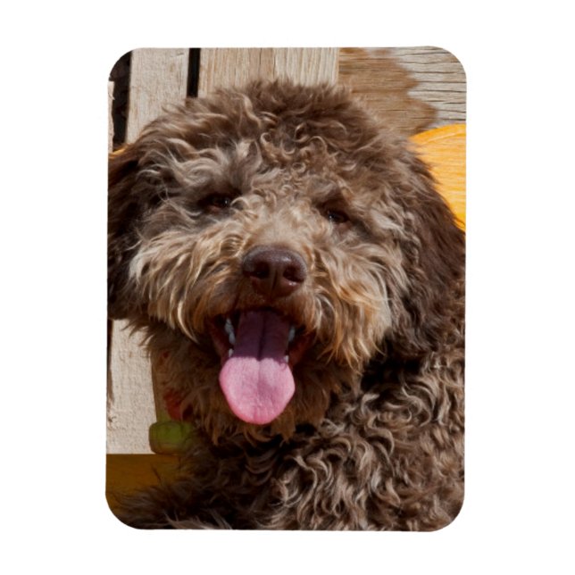 Lagotto Romagnolo Lying On A Wooden Bench Magnet (Vertical)