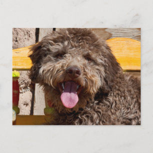 Lagotto Romagnolo Lying On A Wooden Bench Postcard