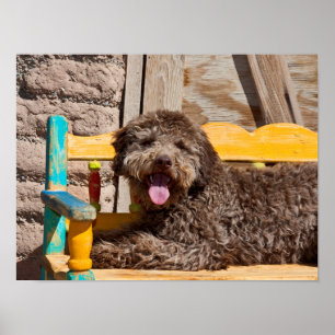 Lagotto Romagnolo Lying On A Wooden Bench Poster