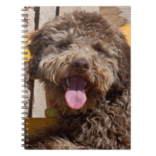Lagotto Romagnolo Lying On A Wooden Bench Spiral Notebook