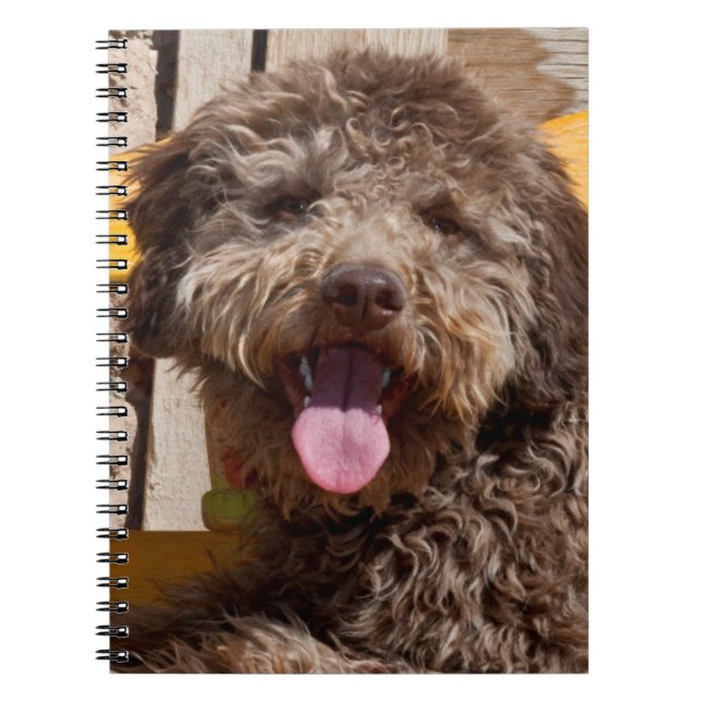 Lagotto Romagnolo Lying On A Wooden Bench Spiral Notebook (Front)