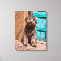 Lagotto Romagnolo Waiting By A Blue Door