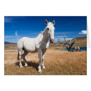 Laguna Azul, landscape with horses
