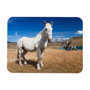 Laguna Azul, landscape with horses Magnet