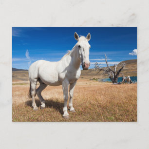Laguna Azul, landscape with horses Postcard
