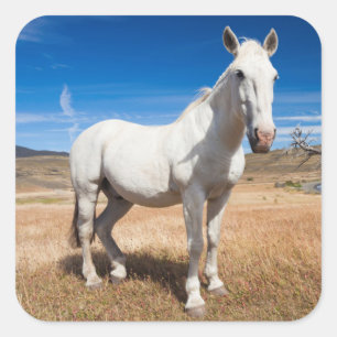 Laguna Azul, landscape with horses Square Sticker