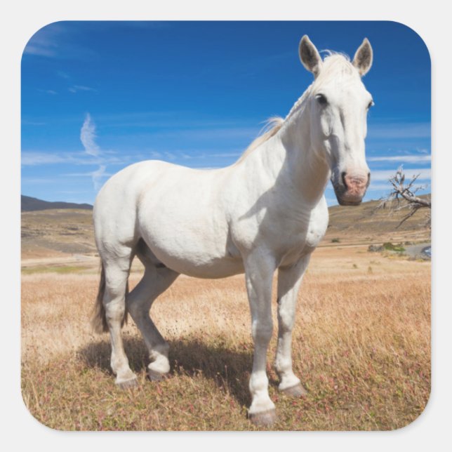 Laguna Azul, landscape with horses Square Sticker (Front)