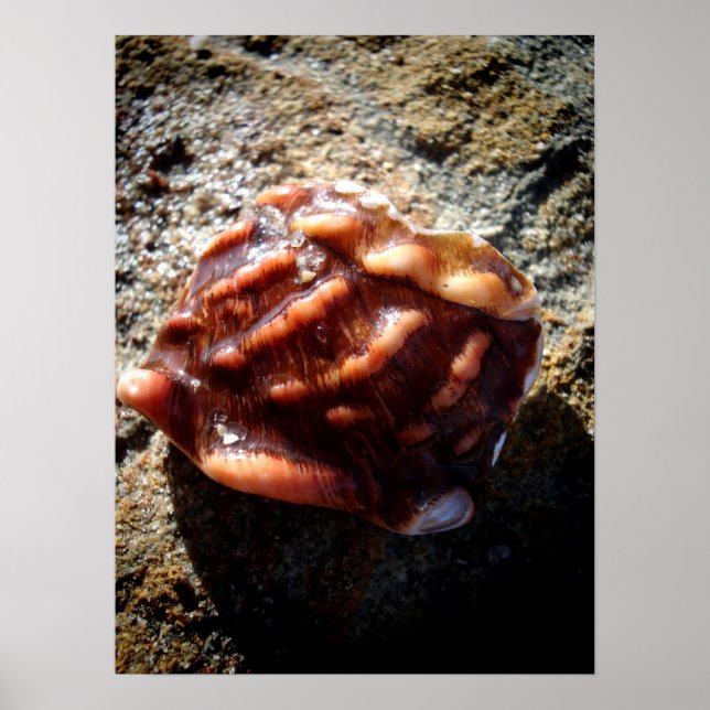 Laguna Sea Shell on a Rock Poster (Front)