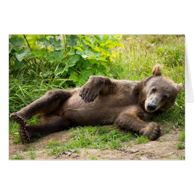 Laid Back Bear (Front Horizontal)