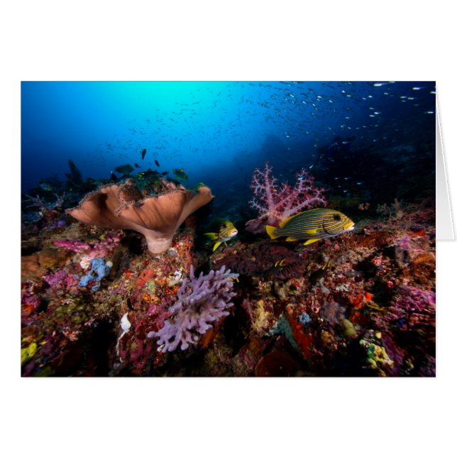 Laja Ampat Underwater (Front Horizontal)