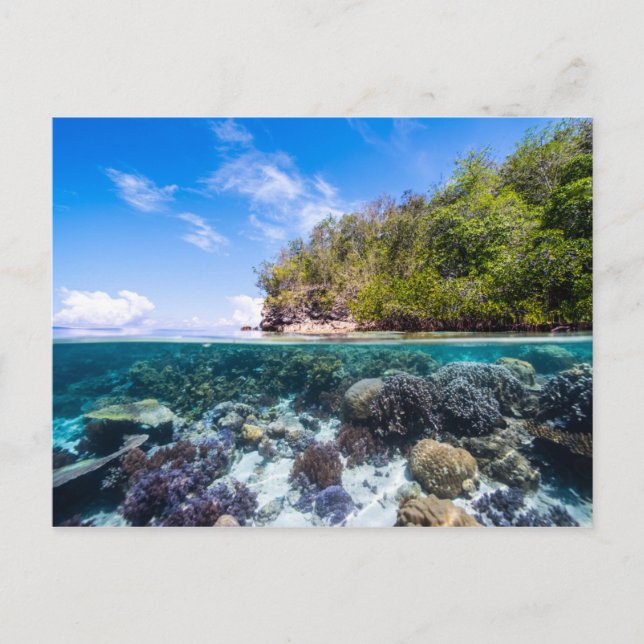 Laja Ampat Underwater 2 Postcard (Front)