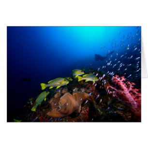 Laja Ampat Underwater 3