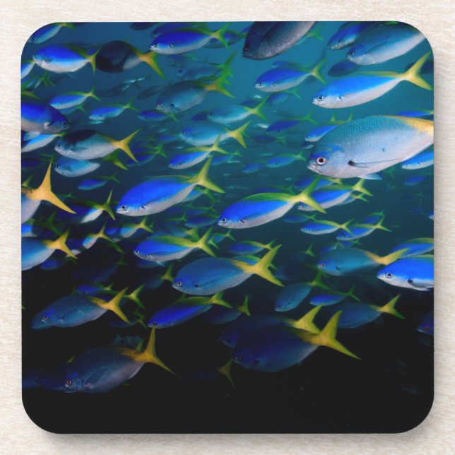Laja Ampat Underwater 5 Coaster (Front)