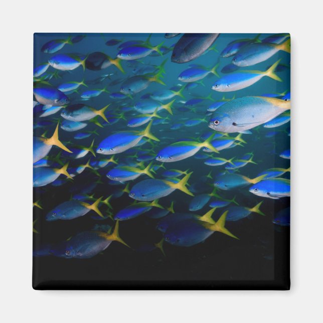 Laja Ampat Underwater 5 Magnet (Front)