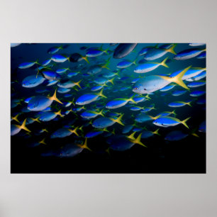 Laja Ampat Underwater 5 Poster