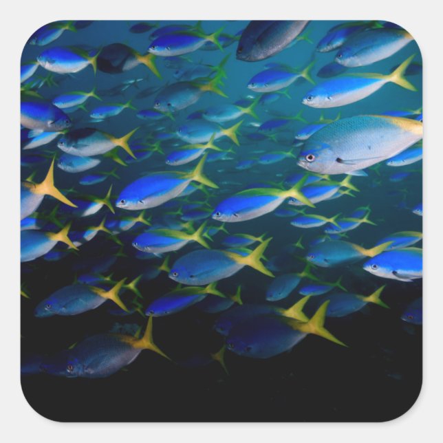 Laja Ampat Underwater 5 Square Sticker (Front)