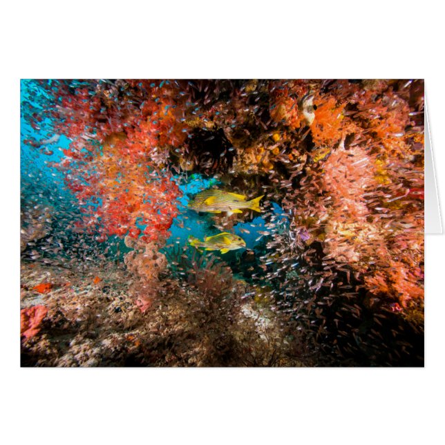 Laja Ampat Underwater 6 (Front Horizontal)