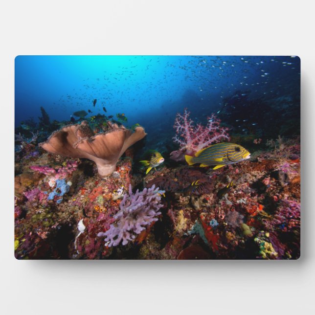 Laja Ampat Underwater Plaque (Front)