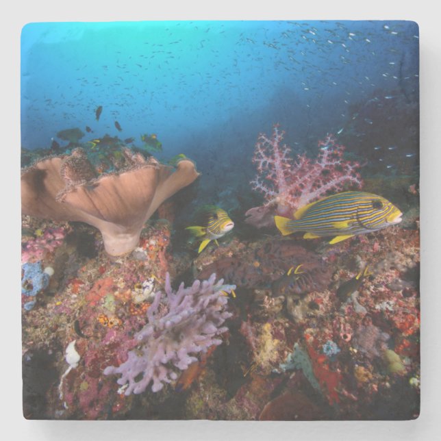 Laja Ampat Underwater Stone Coaster (Front)
