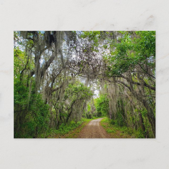Lake Apopka Loop Trail, Florida Postcard (Front)