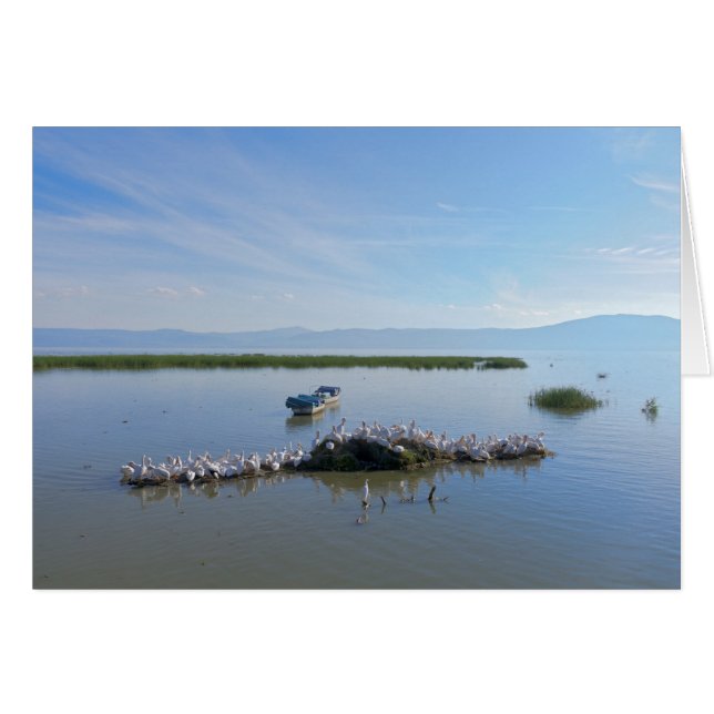 Lake Chapala Pelicans (Front Horizontal)