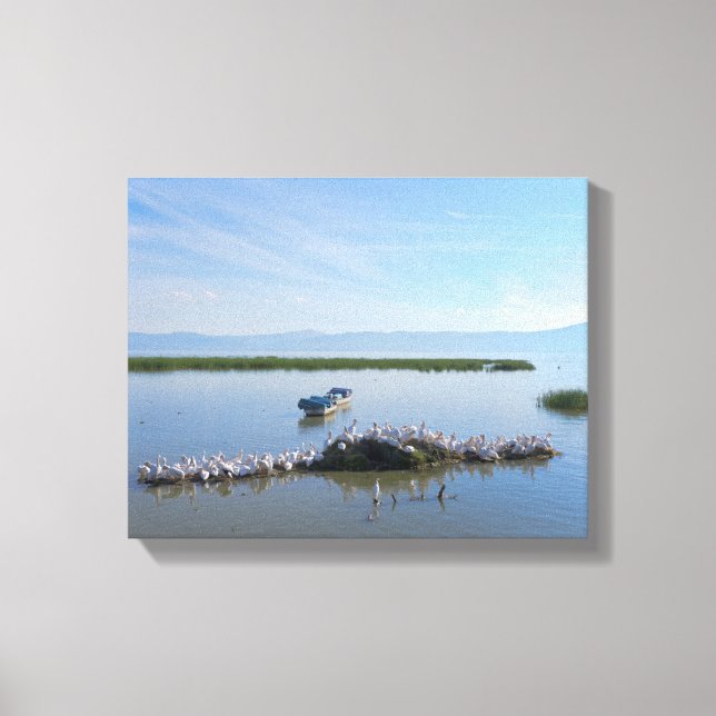 Lake Chapala Pelicans Canvas Print (Front)