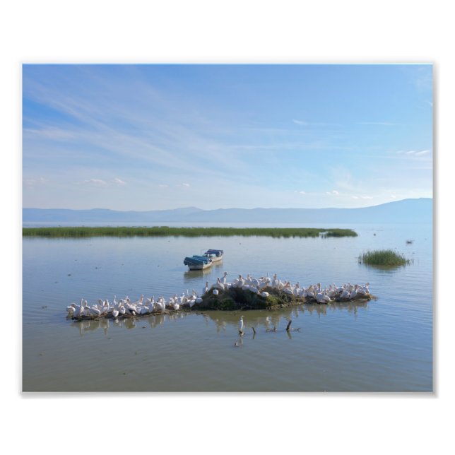 Lake Chapala Pelicans Photo Print (Front)