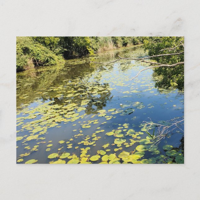 Lake Erie Metropark River View Postcard (Front)