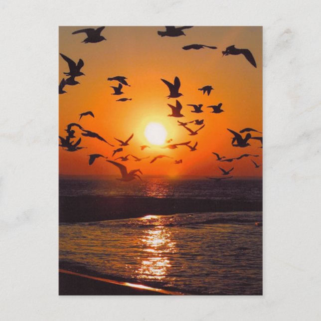 Lake Erie Sunset Postcard (Front)