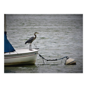 "Lake Harriet Heron" Photo Print