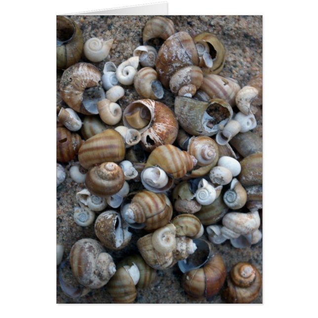 Lake Shore Shells Card (Front)