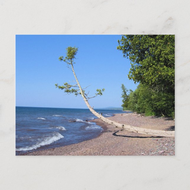 Lake Superior Lonely Tree Postcard (Front)