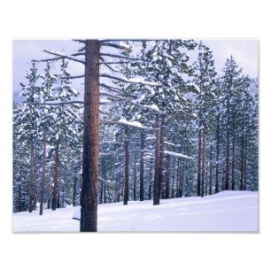 LAKE TAHOE STATE PARK, NEVADA. USA. Fresh snow Photo Print