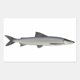 Lake Whitefish Rectangular Sticker