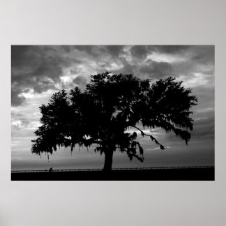 Lakefront Live Oak Poster