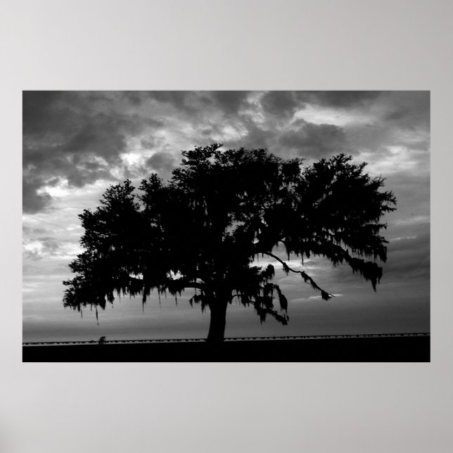 Lakefront Live Oak Poster (Front)