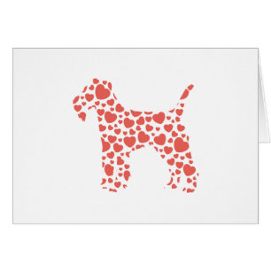 Lakeland Terrier