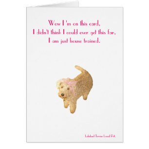 Lakeland Terrier