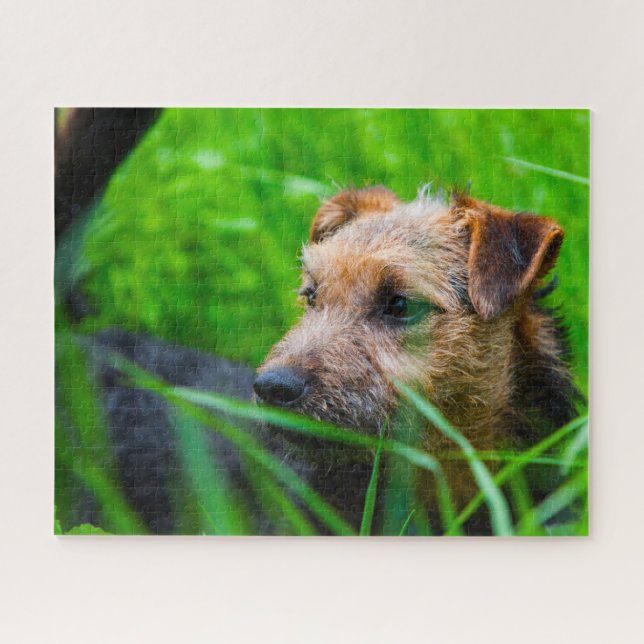 Lakeland Terrier Dog. Jigsaw Puzzle (Horizontal)