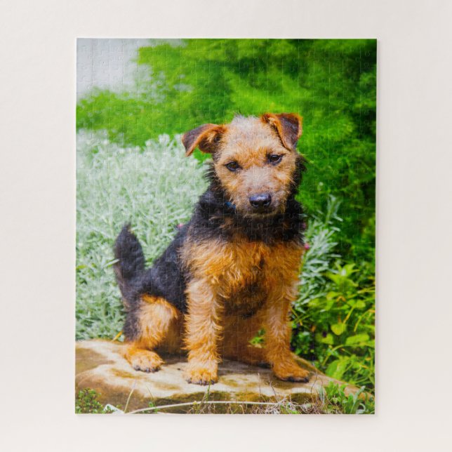 Lakeland Terrier Dog. Jigsaw Puzzle (Vertical)