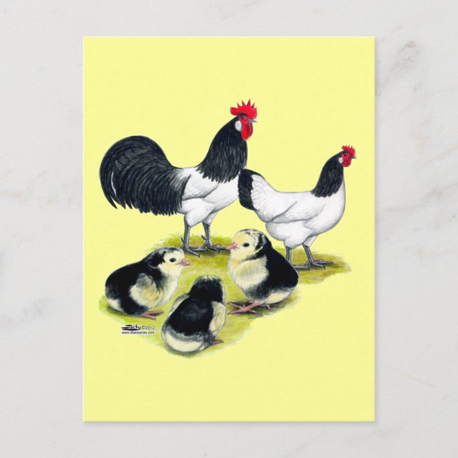 Lakenvelder Chicken Family Postcard (Front)