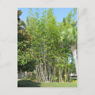 Lakeside Bamboo Postcard