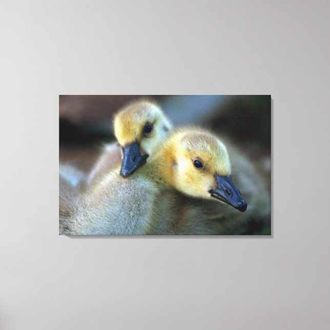 Lakeside Canvas Print (Front)