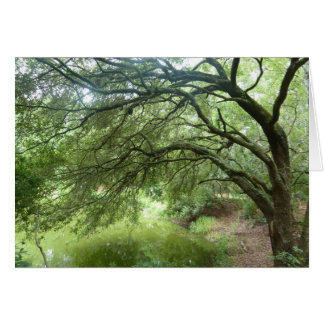 Lakeside Oak at Hilton Head Nature Preserve