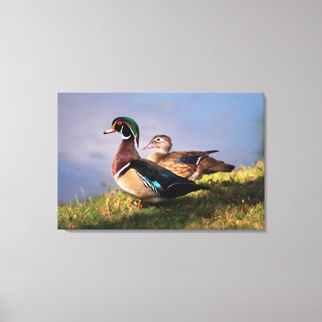 Lakeside, Wood Duck Canvas Print (Front)