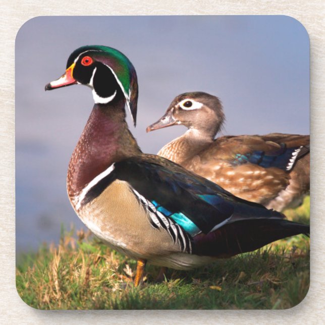 Lakeside, Wood Duck Coaster (Front)
