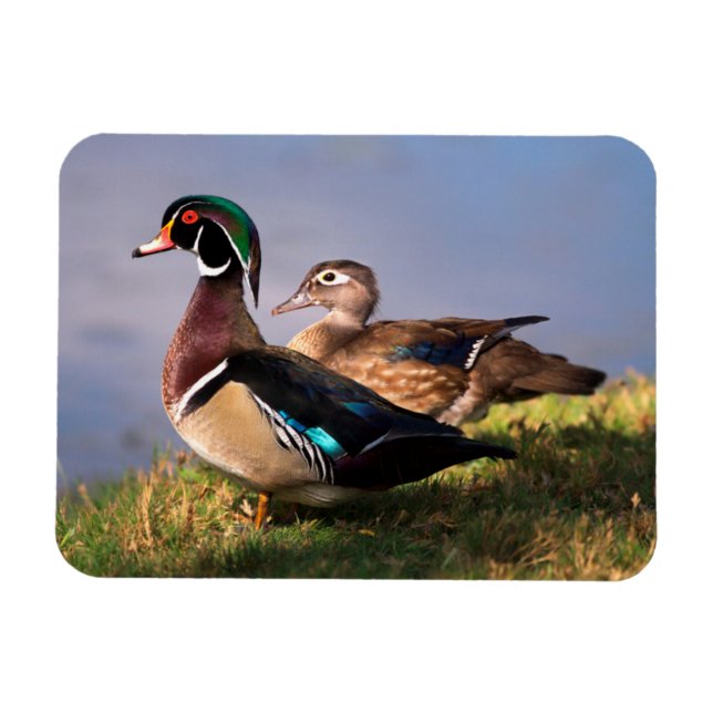 Lakeside, Wood Duck Magnet (Horizontal)