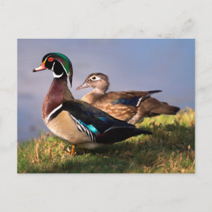Lakeside, Wood Duck Postcard