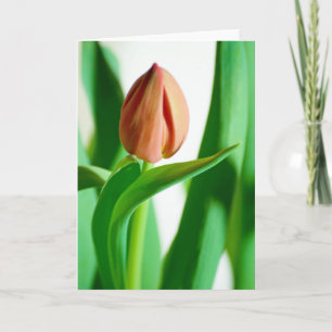 lala Tulip Card