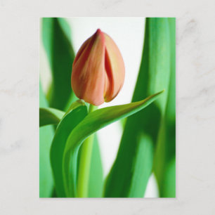 lala Tulip Postcard
